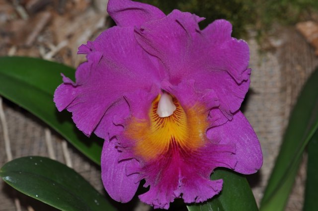 Orchid 2.JPG