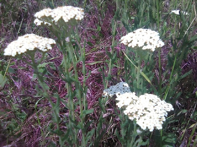 Yarrow.jpg