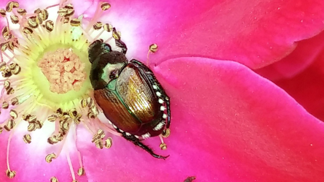 beetle on a rose
