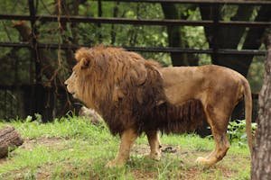 free-photo-of-leones-en-zoologico-de-chapultepec.jpeg