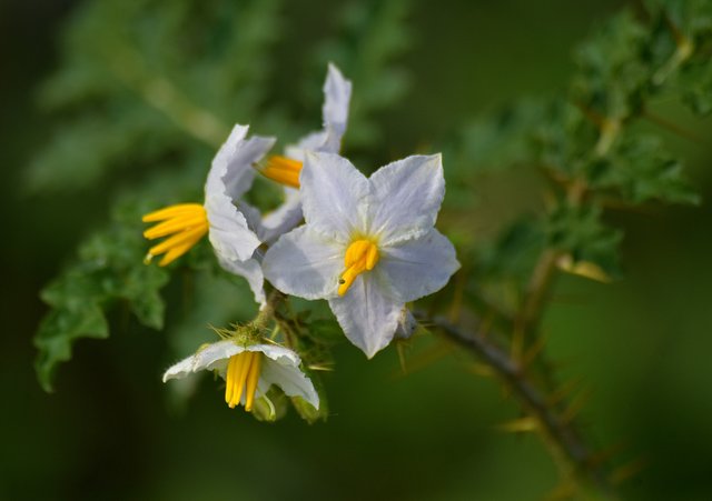 DSC_0588.JPG