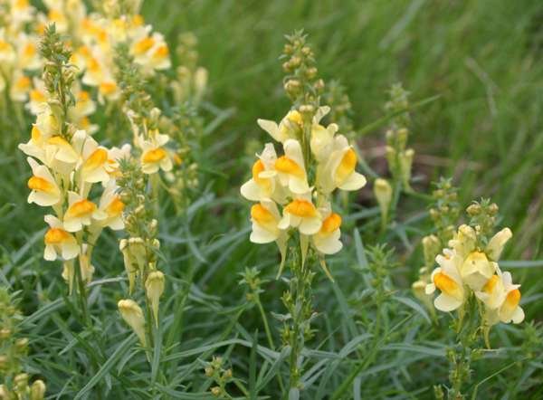 Common-Toadflax.jpg