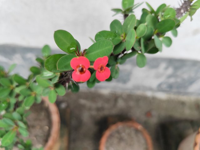 IMG_20250619_121905.jpg