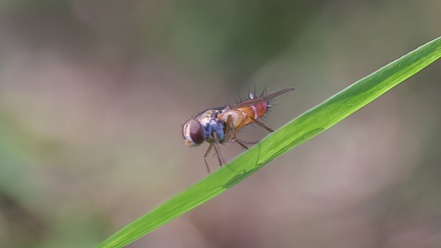 探寻亚齐森林的野生昆虫，分享我的发现和看法-豁天游|活田酉 一个专门分享有趣的信息，激发人们的求知欲。