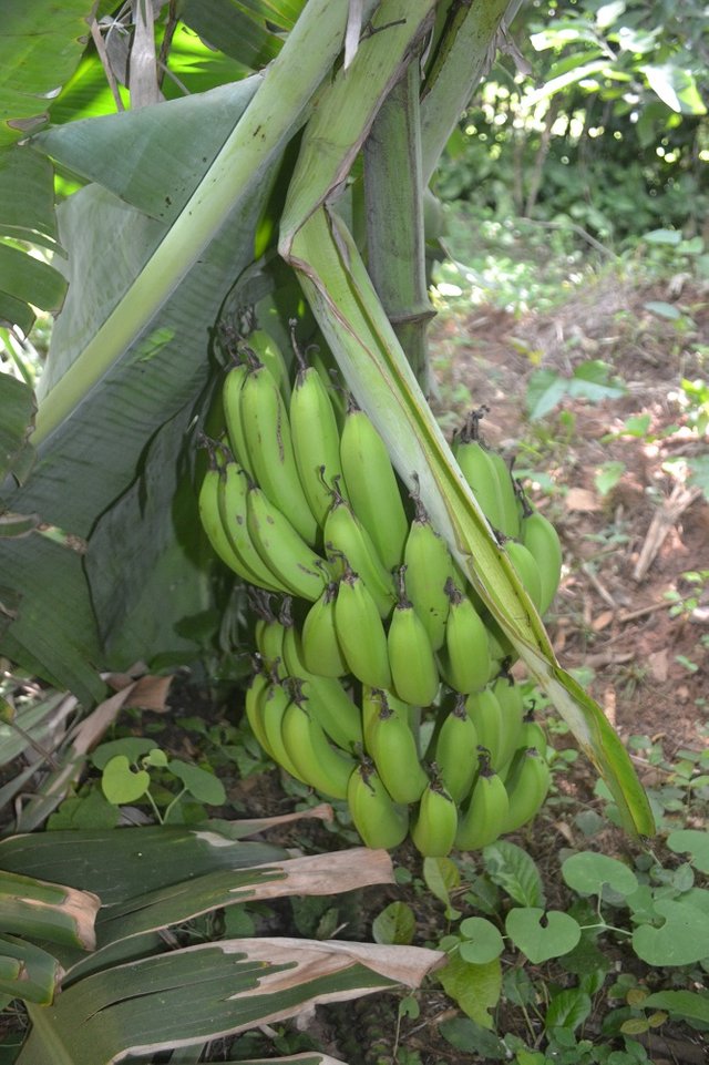 banana-5.jpg