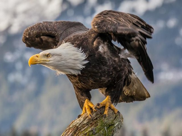 bald_eagle_haliaeetus_leucocephalus_in_kachemak_bay_alaska.jpg