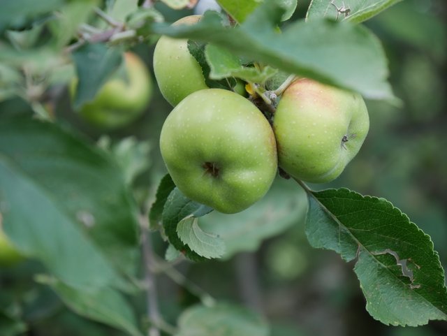 P1520727.JPG