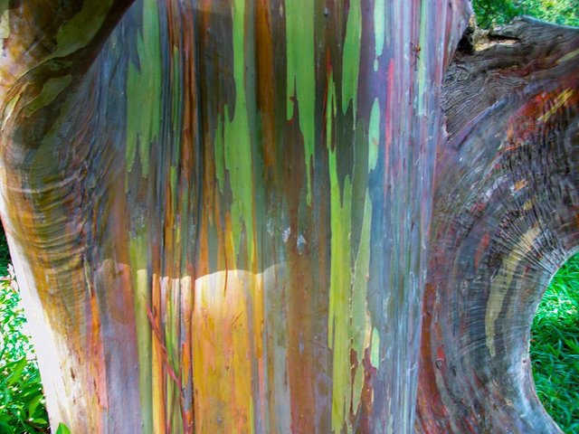 rainbow eucalyptus.jpg