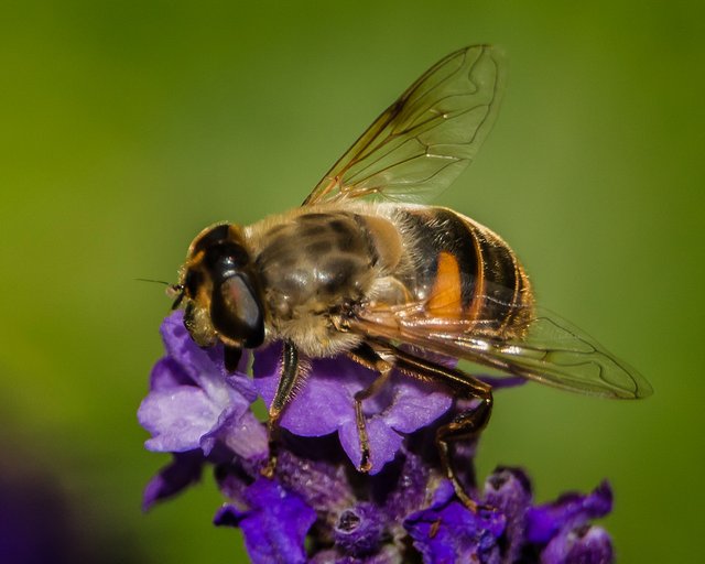 Bee (8).jpg