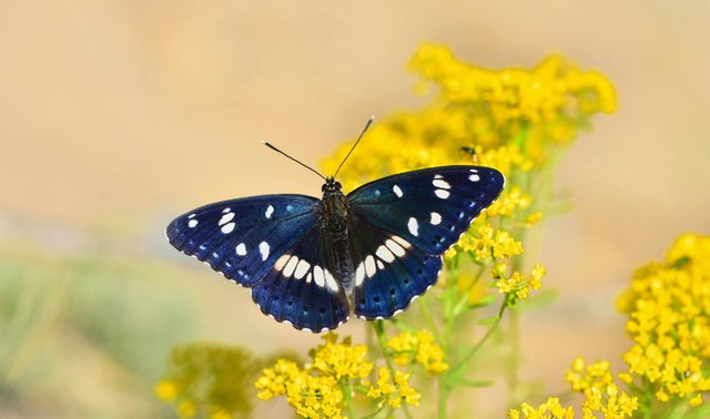 free-photo-of-blue-butterfly-on-flowers.jpeg