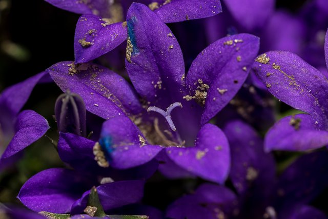 31-05-2018-campanula-bij-05460.jpg