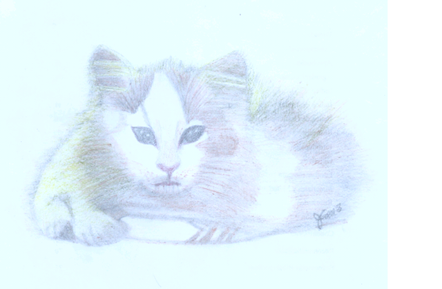 Dibujo de un gatito lindo3.png
