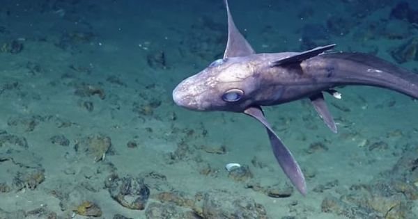 ghost-shark_spp-unknown.jpg