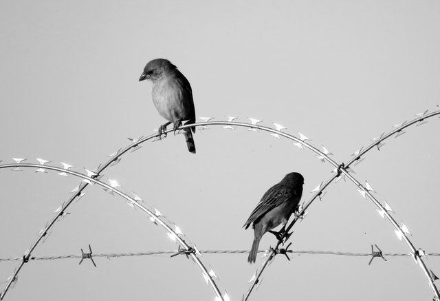 birdsonwire.jpg