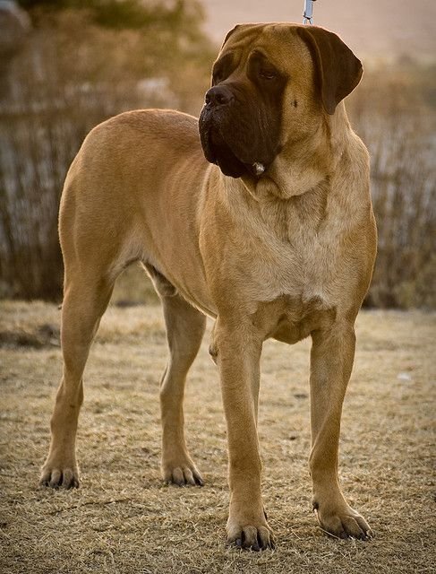 Bullmastiff.jpg