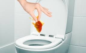 goldfish flush.jpeg