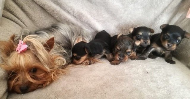 how many puppies can a yorkie have in their first litter