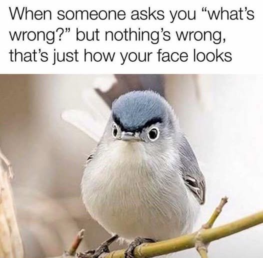birdface.jpg