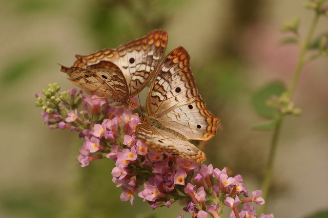 butterflies-gc0afca758_1920.jpg