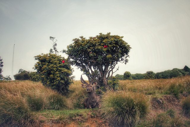 Sambar deer And The Nature.jpg