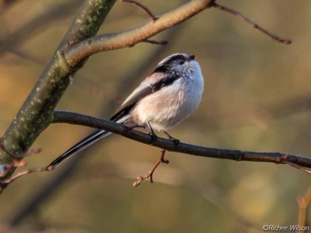 long tailed tit.jpg