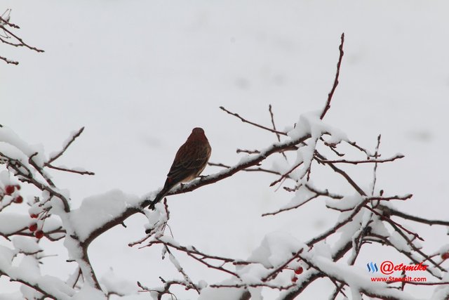 House Finch PFW10_0299.JPG