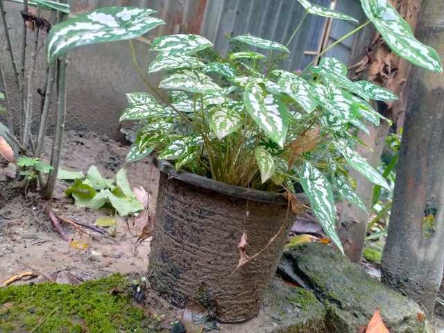 IMG20250716104619.jp