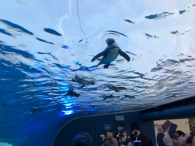Penguin_fly_in_the_sky_Sunshine_Aquarium_1.jpg