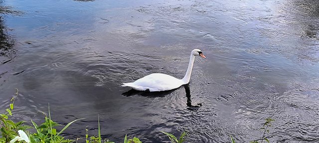 swan.jpg