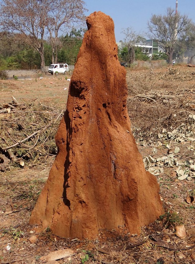 termite-hill-238384_1280.jpg