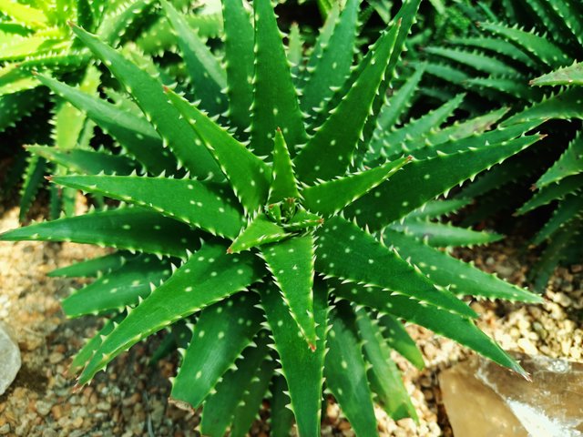 Aloe squarrosa.jpg