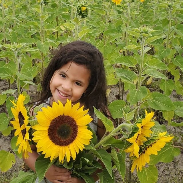 girasoles.jpg