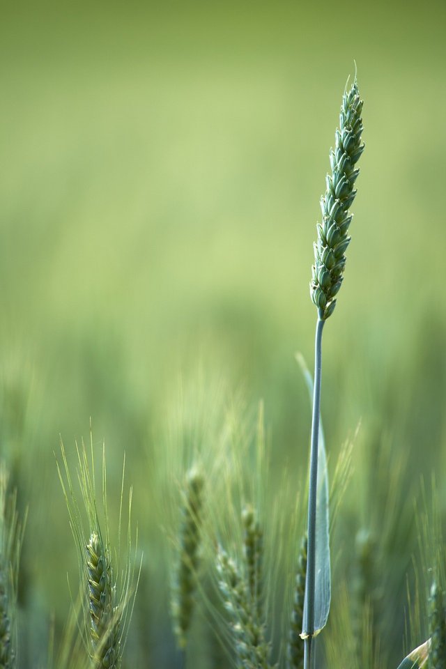 wheat-field-6581723_1920.jpg