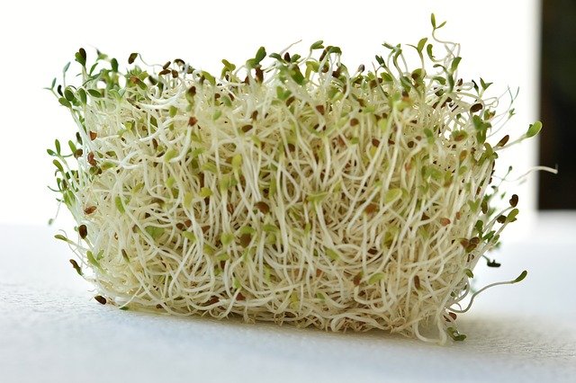 alfalfa sprouts.jpg
