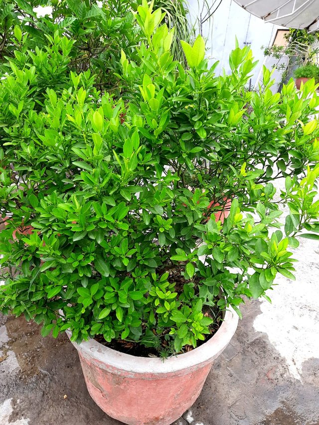 WhatsApp Image 2021-08-24 at 1.12.01 PM.jpeg