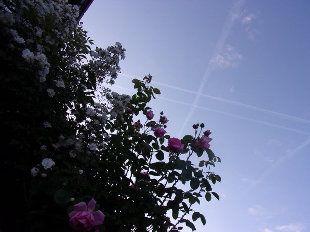 100_2689.JPG