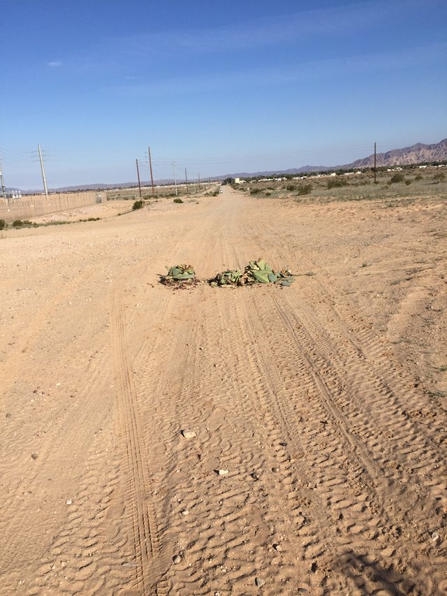 Prickly Pear dump.JPG