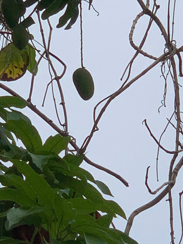 fruit6.jpg