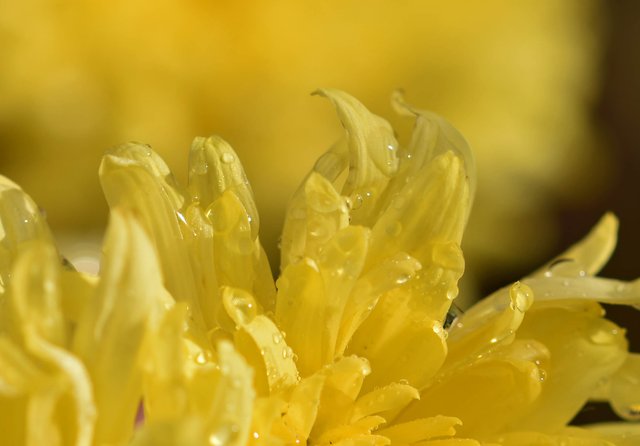 waterdrop chrysanthemum macro 5.jpg