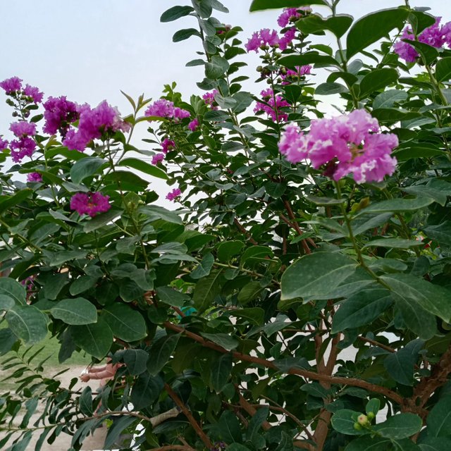 IMG-20250709-WA0009.