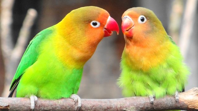 love-birds.jpg