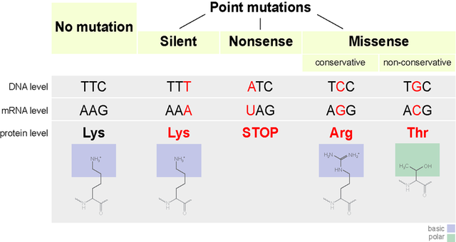 Different_Types_of_Mutations.png