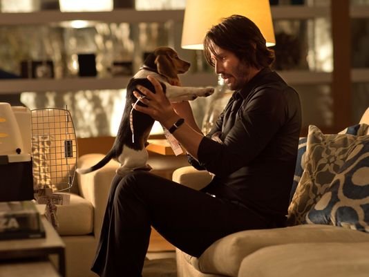 635494961822000008-BEAGLE-JOHN-WICK-MOV-JY-3400--68084492.JPG