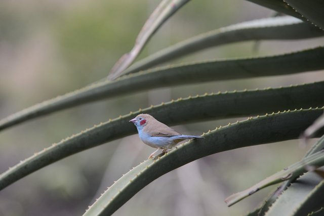 bird-5874917_1280.jpg