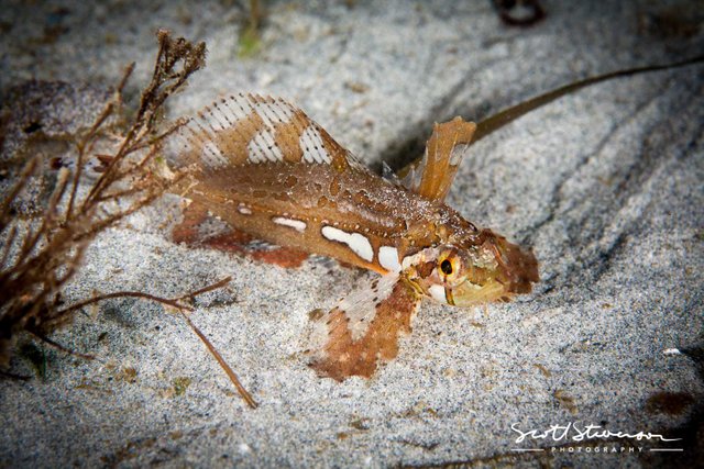 Silver Spotted Sculpin-4.jpg