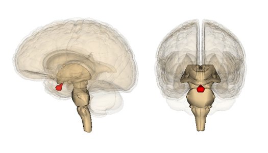 Pituitary gland3 image Images are generated by Life Science Databases(LSDB) 2.1 Japan license.jpg