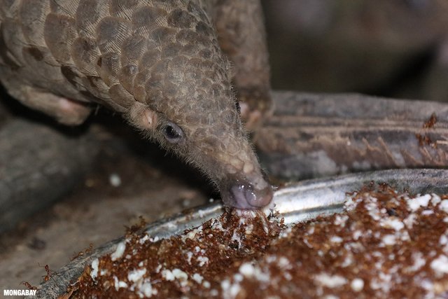 pangolin-eating-ants.jpg