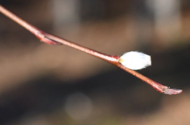 034 single bud for snowy comment.jpg