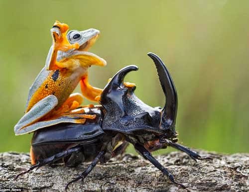 Gambar-Lucu-Katak-Tunggangi-Kumbang.jpg