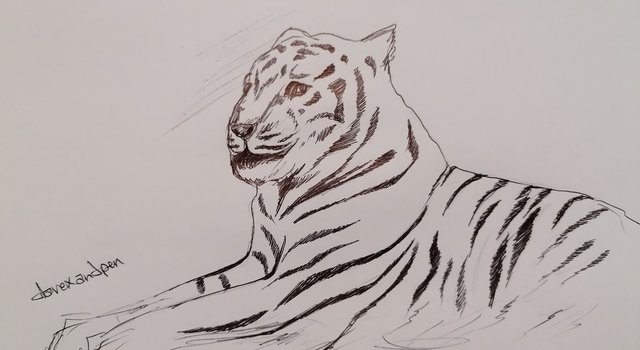 tiger pen (6).jpg